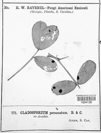 Mycosphaerella berkeleyi image